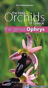 The Bee Orchids of Greece